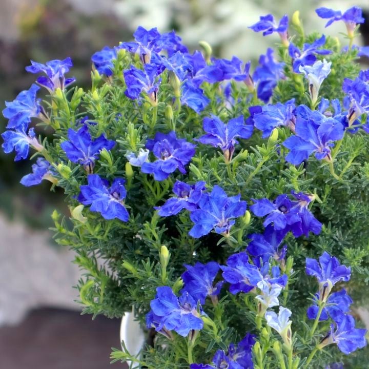 人気No.1品種♪初恋草「ミキコ・ブルーハイランド」(3.5号鉢)