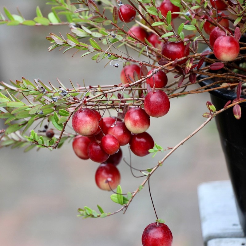 立派なクランベリー（つるこけもも）【5号鉢】