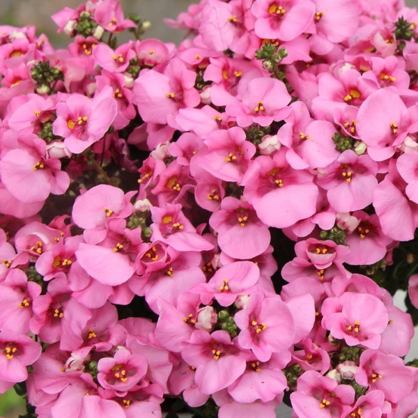 【5.5号鉢】ディアシア・ダーラ「ライトピンク」