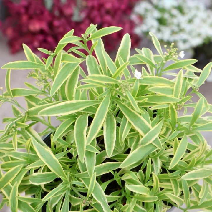 葉物植物（カラーリーフ）｜ネット通販ショップ～風散歩～