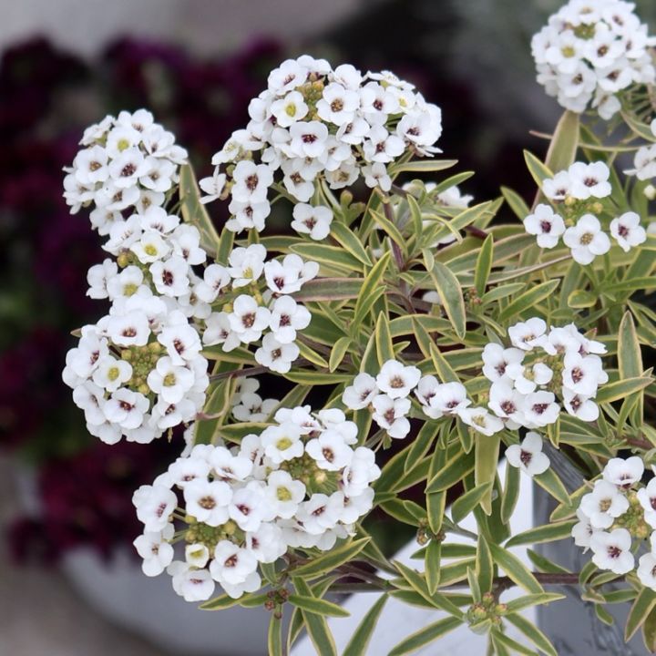 ラスト1株♪四季咲きスーパーアリッサム「フロスティーナイト」(3.5号ポット)