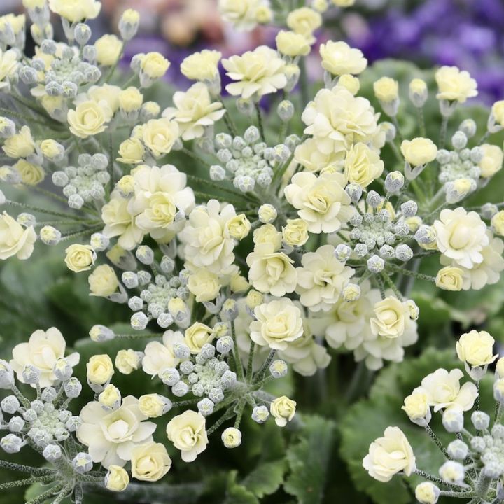 【5号鉢】幸運を呼ぶ黄色い桜草「ルーチェプリマヴェーラ」ゴージャスな八重花タイプ