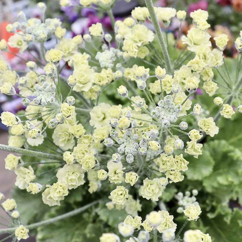 【5号鉢】幸運を呼ぶ黄色い桜草「ルーチェプリマヴェーラ」ゴージャスな八重花タイプ