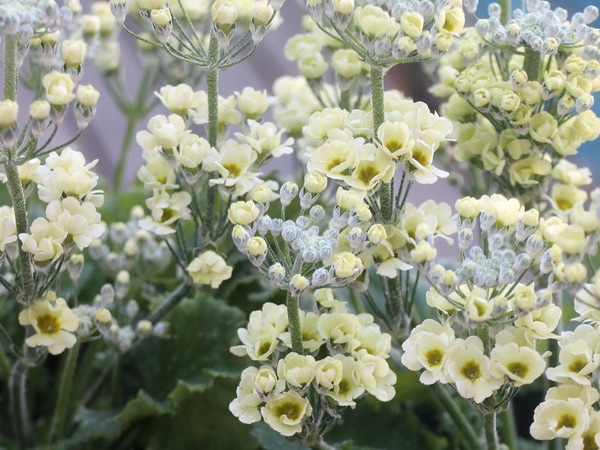 【5号鉢】幸運を呼ぶ黄色い桜草「ルーチェプリマヴェーラ」花芯の可愛い一重花タイプ