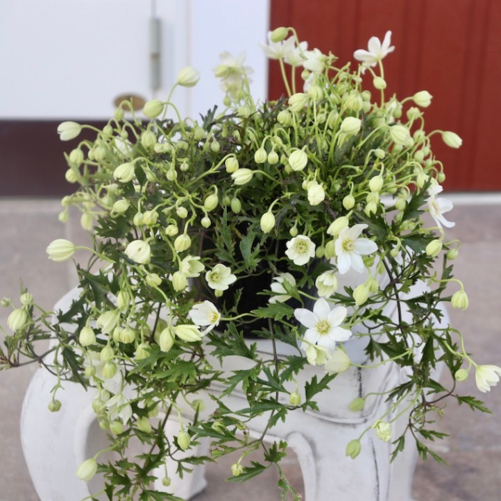 最後の1株☆ウェディングブーケのような白花♪常緑クレマチス「カートマニージョー」(4.5号ポット)