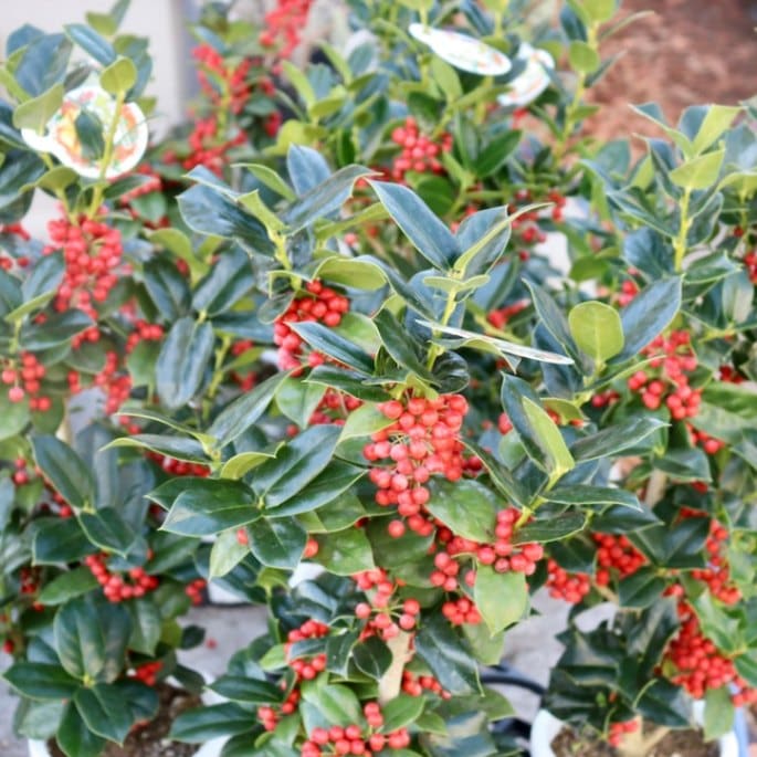 ほんのり紅く色づき始めた♪クラスクリスマスホーリー【5号鉢】