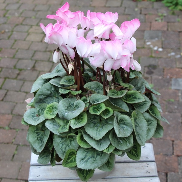 シクラメン　（ピアス）5寸鉢（1箱4鉢入り） 25年12月上中旬予約]シクラメン：ピアス5号鉢植え の通販 | 園芸ネット