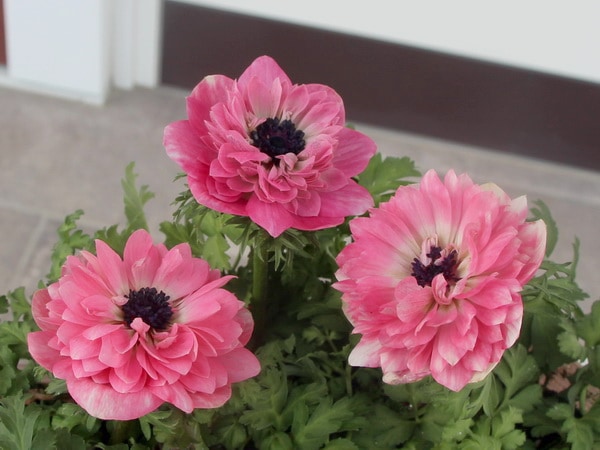 可愛い矢車草のちょっと低めのコンポティエ 国華園オンラインショップ