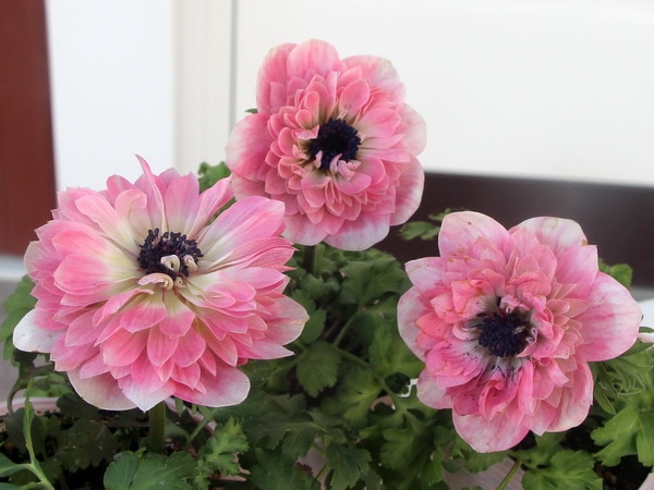 2021年八重咲きアネモネ「アンアリス」5番(3.5号ポット)