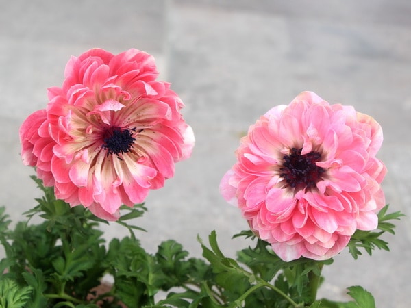 2021年八重咲きアネモネ「アンアリス」6番(3.5号ポット)