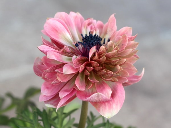 2021年八重咲きアネモネ「アンアリス」現品1株限り！1番(3.5号ポット)