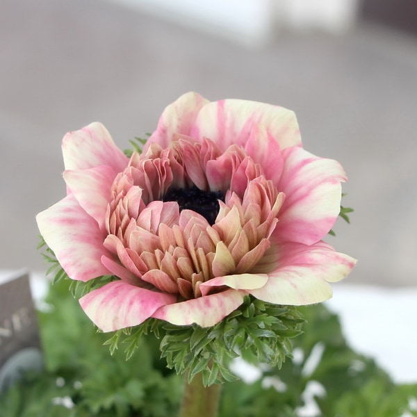 2021年八重咲きアネモネ「アンアリス」現品1株限り！20番(3.5号ポット)