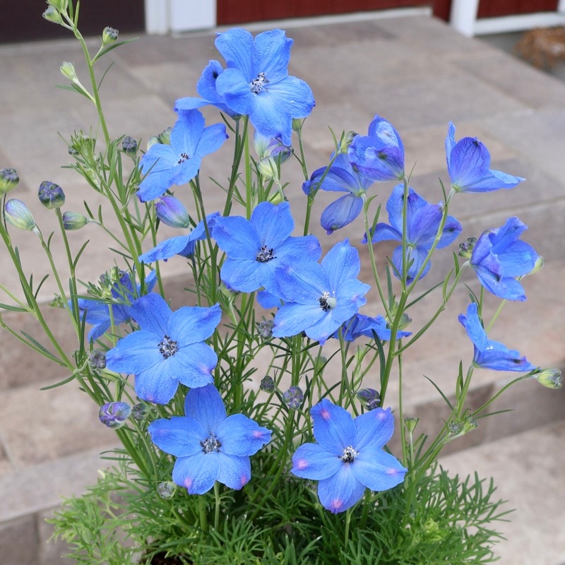 ナチュラル仕立て☆ F1デルフィニウム「チアブルー」（3号ロングポット）