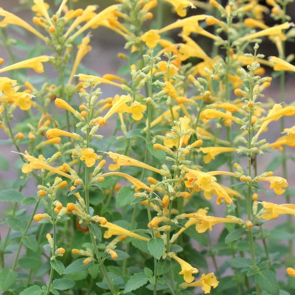 アガスターシェ「アリゾナサン」(3.5号ポット)