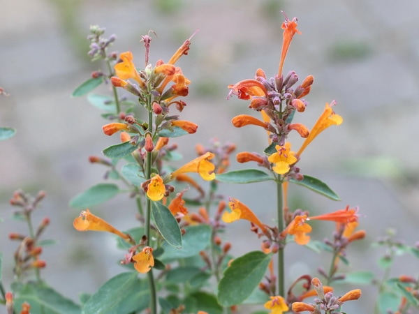 アガスターシェ「アリゾナサンドストーン」(3.5号ポット)