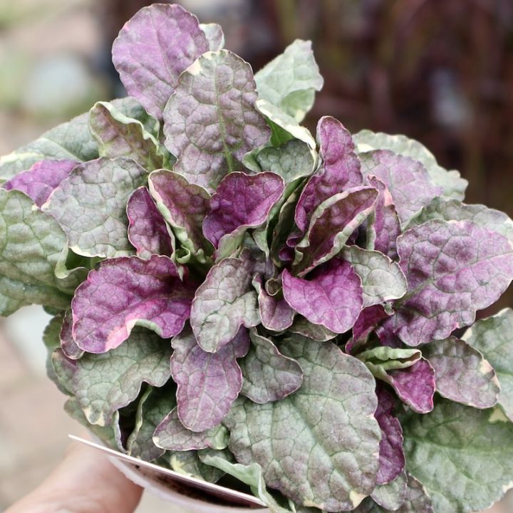 暑さ寒さに剛健なアジュガ「バーガンディーグロー」