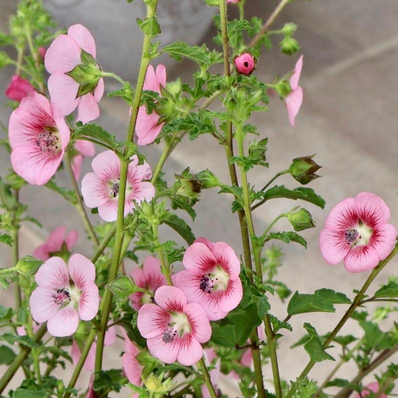植物（花苗・鉢物）｜ネット通販ショップ～風散歩～