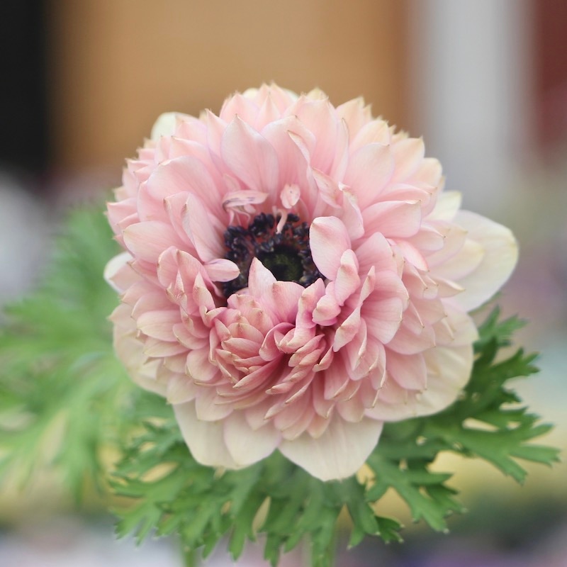 希少色☆アネモネ・オーロラ「アンティークピーチ」(3.5号ポット)