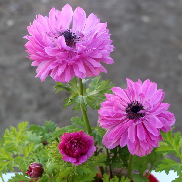 アネモネ・オーロラ「オーキッド」(3.5号ポット)