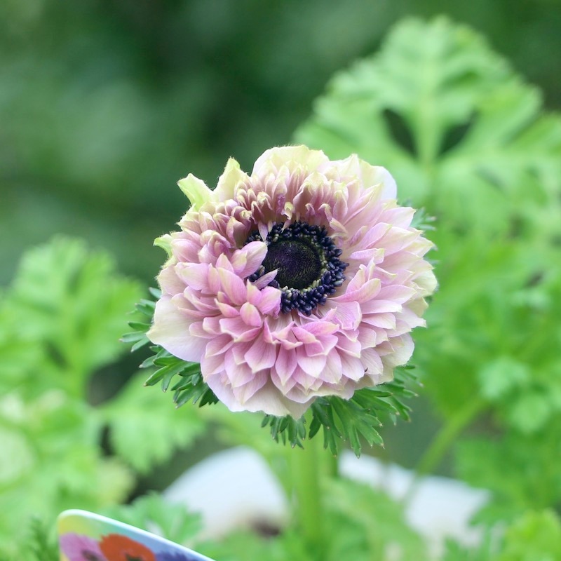 画像の現品!! 1点限り☆アネモネ・オーロラ「ライトワイン」(3.5号ポット)