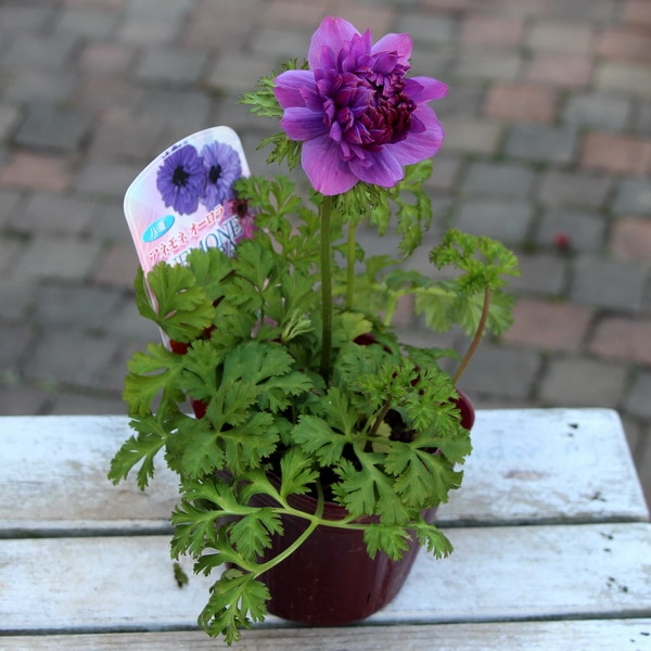 ムラサキの魅惑なアネモネ 球根 毎年花が咲く球根【アネモネ フルゲンス 混合】ya [サイズ