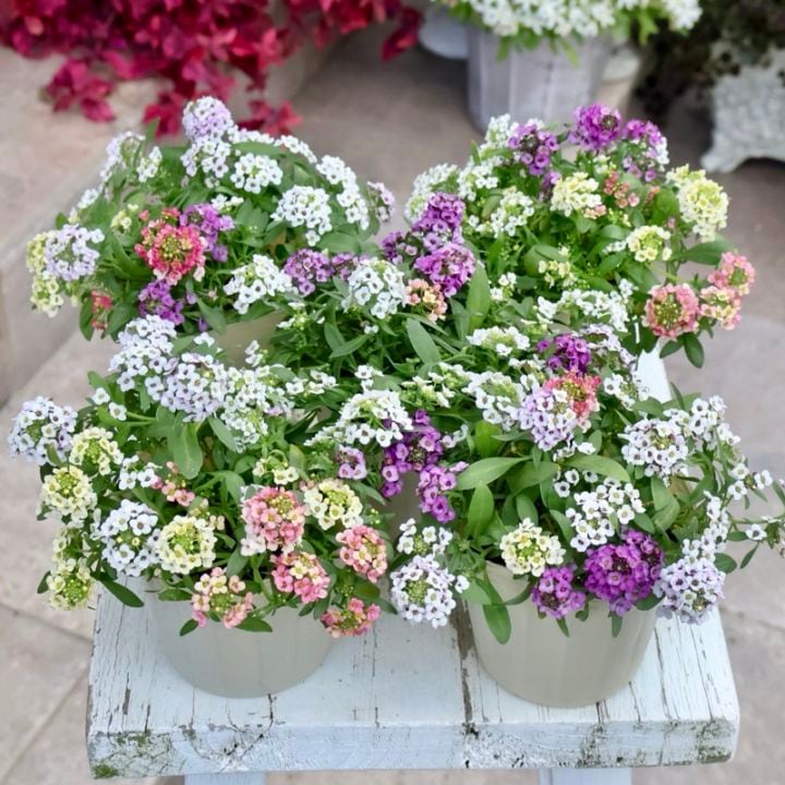 お手頃で可愛い♪アリッサム「ミックス」(3号ポット)