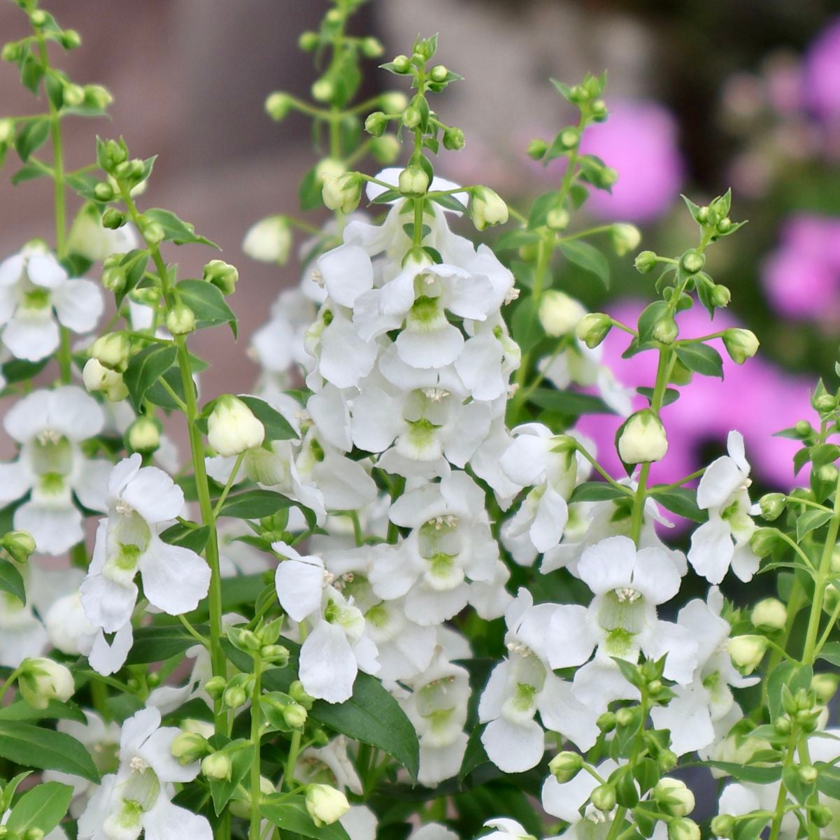 植物（花苗・植物）をホワイト系の色から選ぶ｜ネット通販ショップ～風