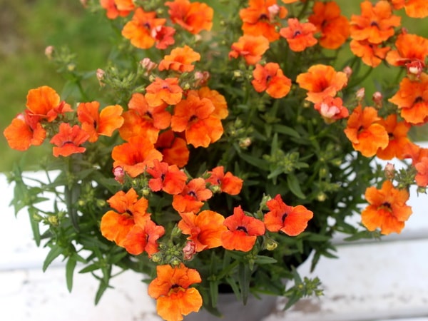 【大幅値下げ】看板　ファンタ　オレンジ　オレンヂ　激レア　特大サイズ 楽天市場】ファンタ オレンジ セービングボウル お皿 ティン 丸型