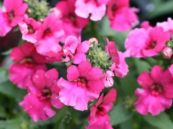 インプレシア「ラズベリー」（大ポット）