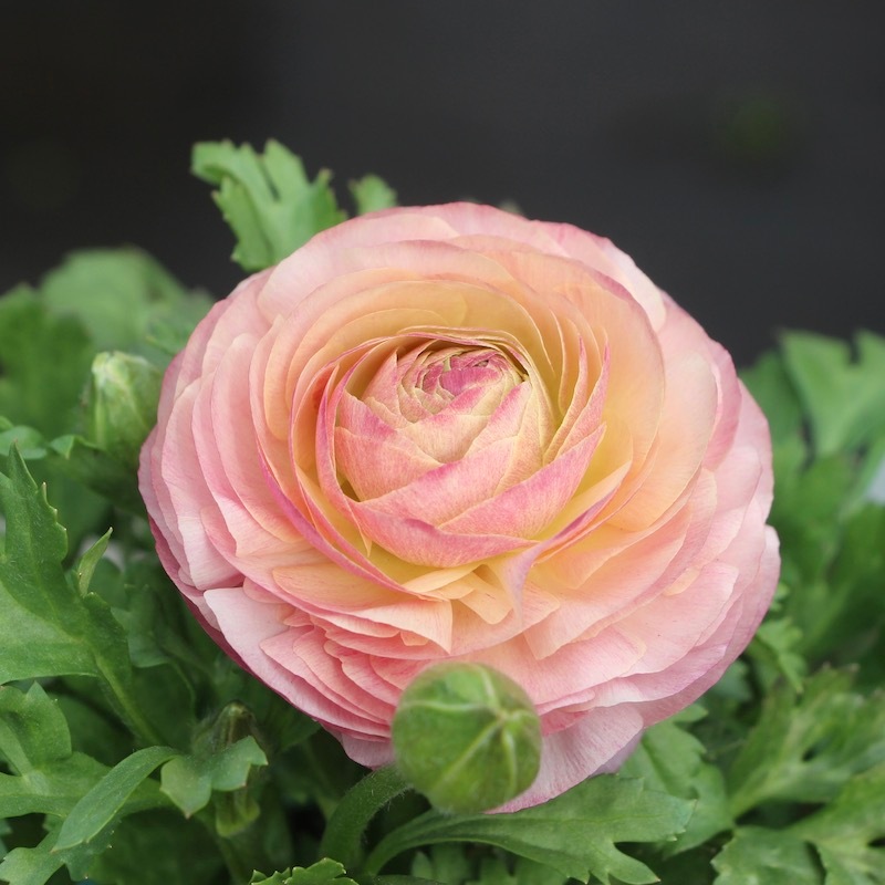 【現品】Bレア♡ラナンキュラス♡エトワール♡花苗うえた♡3.5号♡メルカリ便 画像の現品!!うえたオリジナル・ラナンキュラス「エトワール」22-03番
