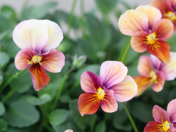 画像で花弁の色・形を選べる!!うえたビオラ「パピヨンワールド」7番