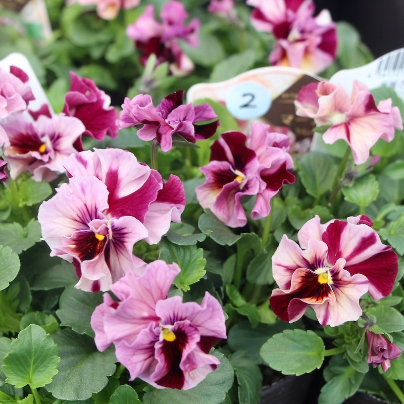 画像で色を選べる!!高知・植田さんのフリル咲きビオラ「マーブル」31番