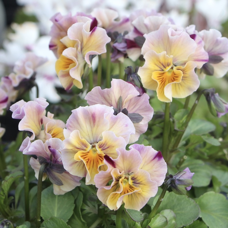 画像で色を選べる!!うえたビオラ「マーブル」21-02番