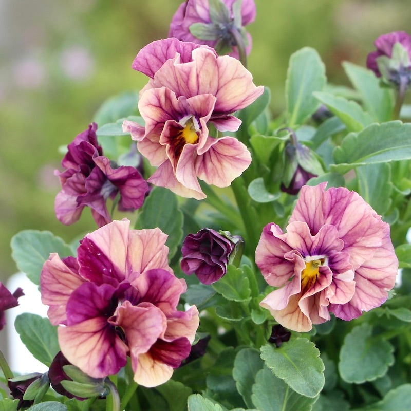 画像で色を選べる!!高知・植田さんのフリル咲きビオラ「マーブル」<42番>