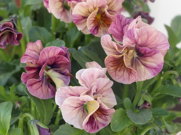 うえたオリジナルビオラ・レインボー93・94<3番>現品1株限り!(3.5号ポット)