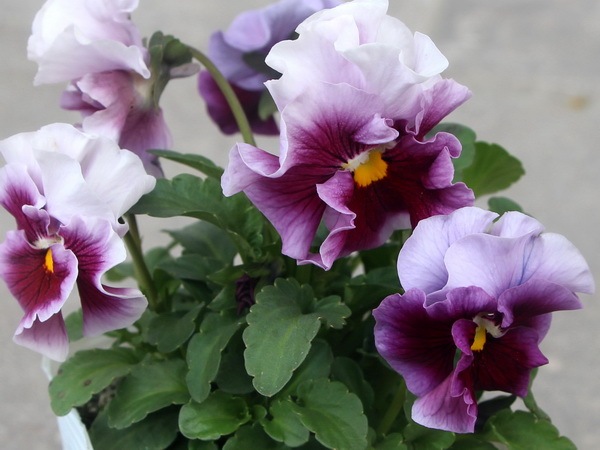 画像で色を選べる!!うえたパンジー「マシェリマダム」＜12番＞