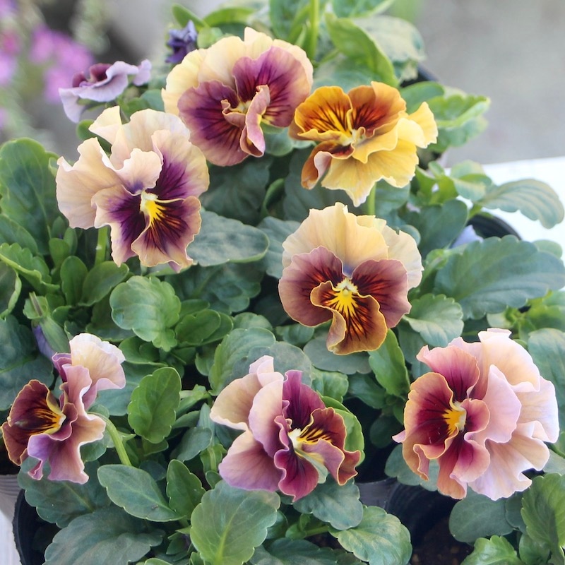 M a a マシェリマダム 画像で色を選べる!!うえたパンジー「マシェリマダム」＜1番＞