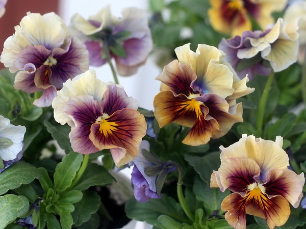 画像で色を選べる!!うえたパンジー「マシェリマダム」＜4番＞