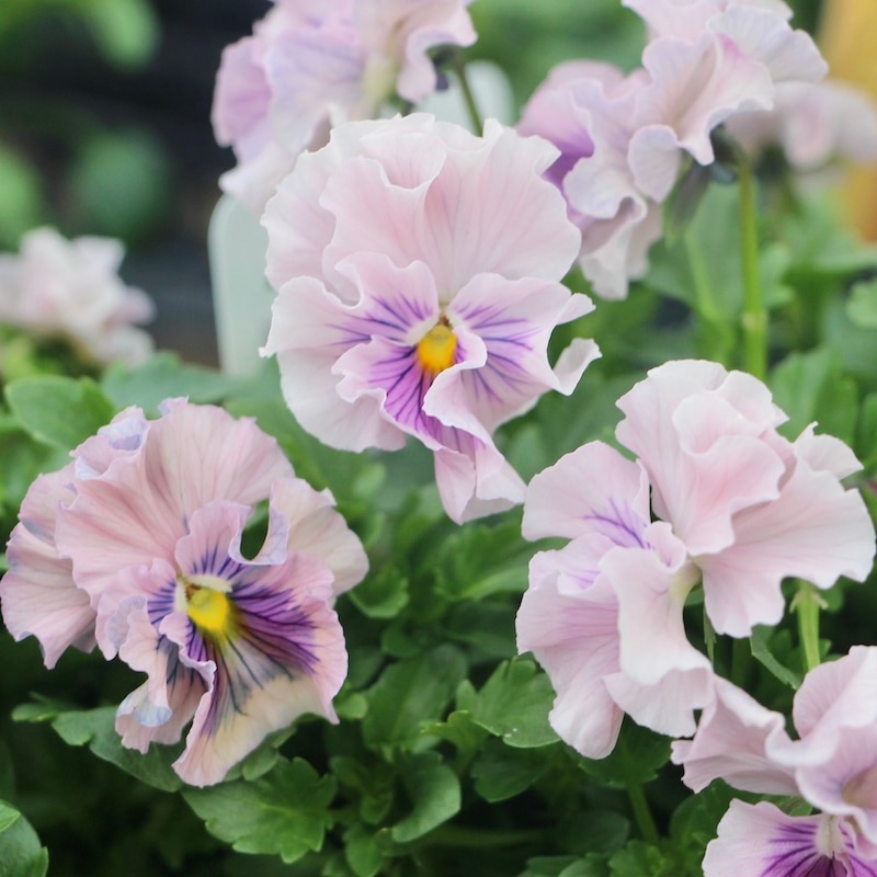 画像で花色を選べる!!植田さんのフリル咲きミニパンジー「天の羽衣」136番