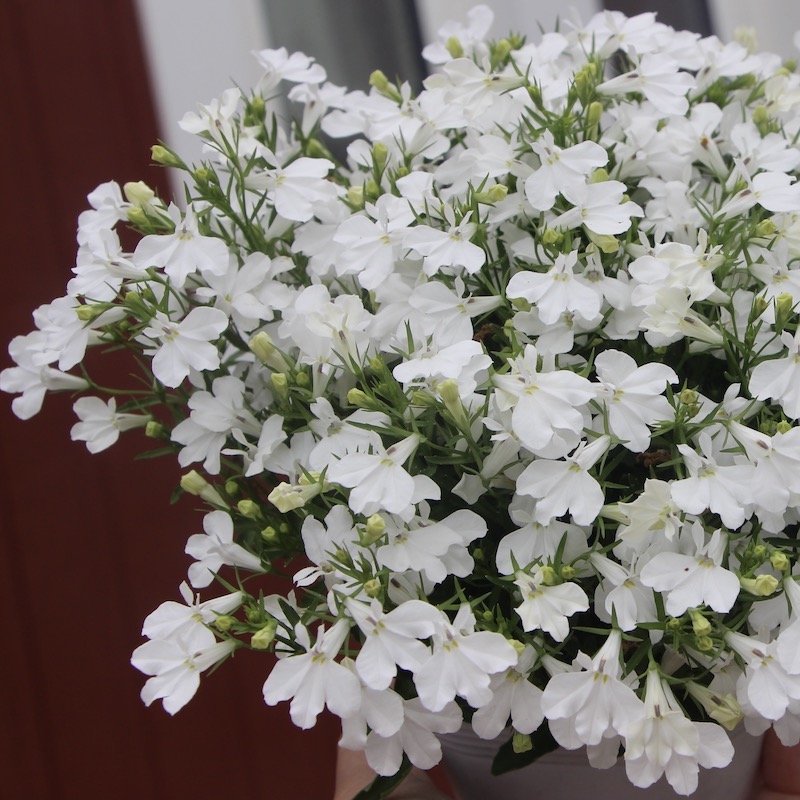 ロベリア・グロー「ホワイトライトニング」(3.5号ポット)