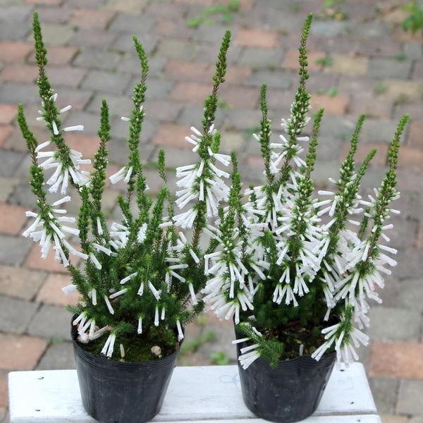 エリカ・ホワイトデライト