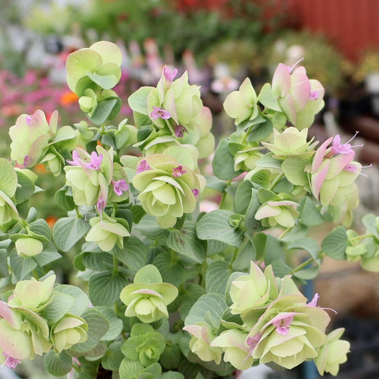 鮮やかなライトグリーンの小さな葉 ミックスカラー系｜葉物植物（カラーリーフ）｜ネット通販ショップ～風