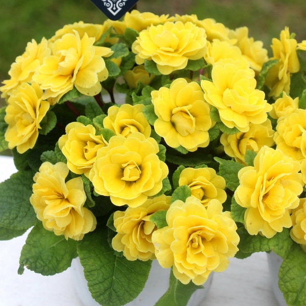 お買い得☆風散歩仕立て♪完全八重咲きプリムラ・ベラリーナ「イエロー」【5号スリット鉢】