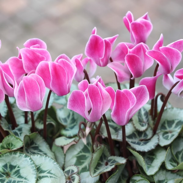 ガーデンシクラメン(シルバーリーフ)「シェードピンク」