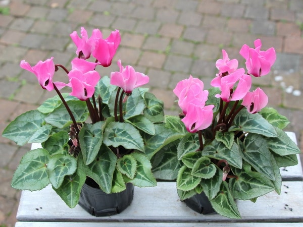 ガーデンシクラメン(シルバーリーフ)「パステルピンク」