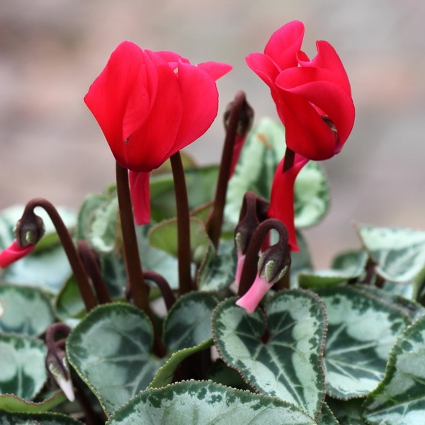 ガーデンシクラメン(シルバーリーフ)「レッド」