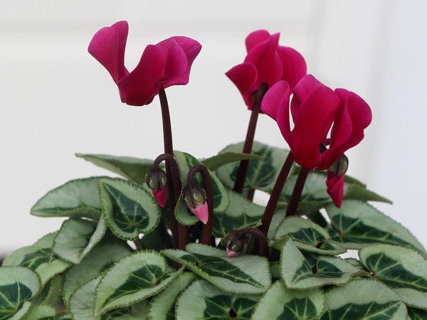 ガーデンシクラメン(シルバーリーフ)「レッドパープル」現品！