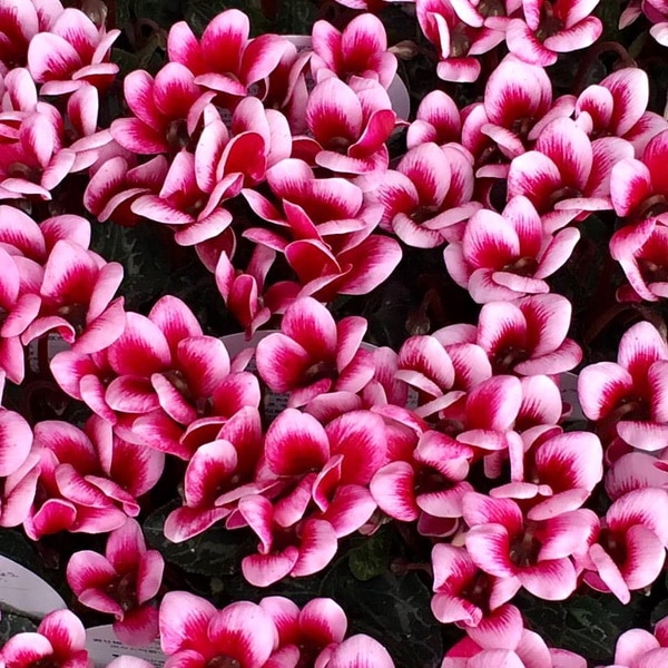 ガーデンシクラメン「ゴブレット」