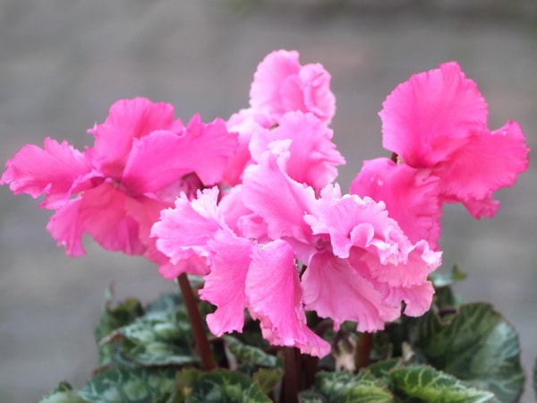 ガーデンシクラメン・メレンゲ「アプリコットピンク」(3.5号ポット)