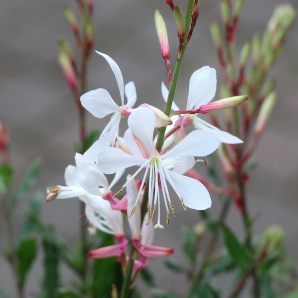 ガウラ(白蝶草)「ホワイトバタフライ」(4号ポット)